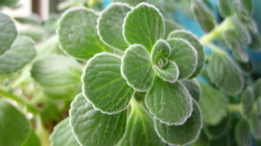 �����㿪�������ܿ�����ʲô�� �����㿪��ͼƬ��ô������ԭ��