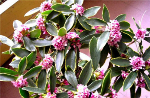 金边瑞香有毒吗可以室内养吗 金边瑞香致癌是真的吗