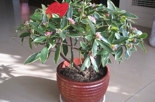 金边瑞香有毒吗可以室内养吗 金边瑞香致癌是真的吗