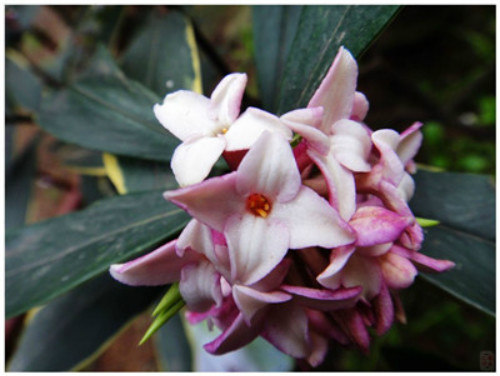 金边瑞香有毒吗可以室内养吗 金边瑞香致癌是真的吗