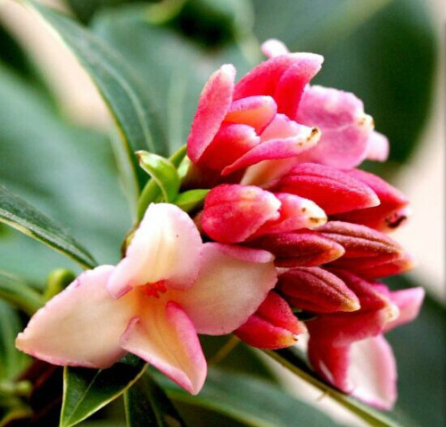 金边瑞香有毒吗可以室内养吗 金边瑞香致癌是真的吗