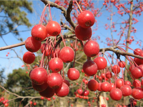 ���캣�Ĺ����Գ��� ���캣�Ĺ��Ĺ�Ч����������Щ