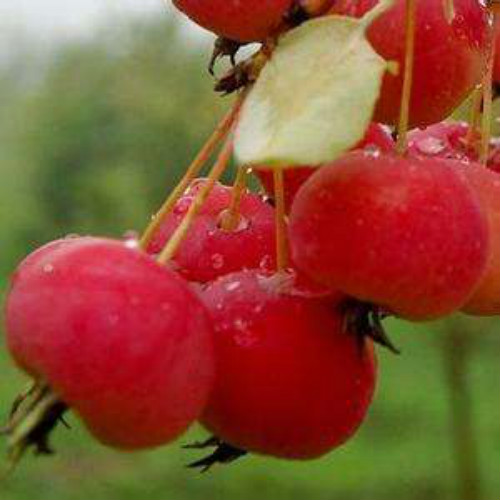 冬红海棠果可以吃吗 冬红海棠果的功效和作用有哪些