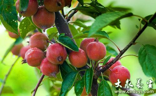 冬红海棠果可以吃吗 冬红海棠果的功效和作用有哪些