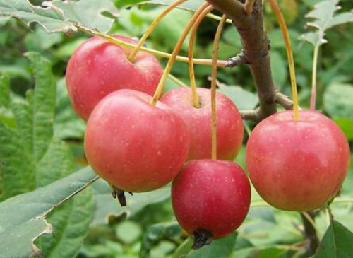 冬红海棠果可以吃吗 冬红海棠果的功效和作用有哪些