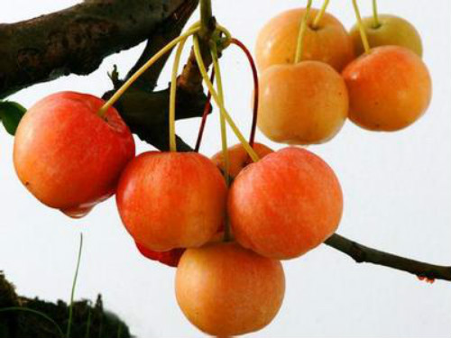 冬红海棠果可以吃吗 冬红海棠果的功效和作用有哪些