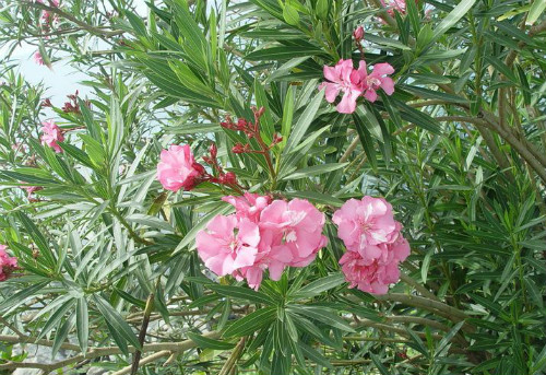 夹竹桃有毒吗泡水喝会死吗 夹竹桃使人中毒的方式有哪些