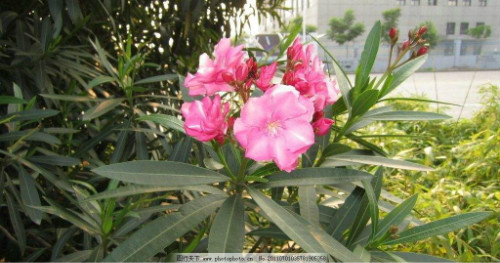 夹竹桃有毒吗泡水喝会死吗 夹竹桃使人中毒的方式有哪些