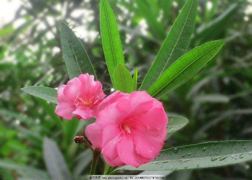 夹竹桃有毒吗泡水喝会死吗 夹竹桃使人中毒的方式有哪些