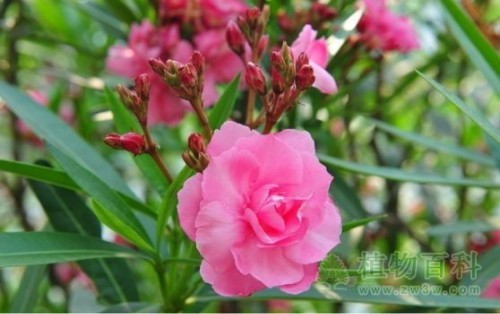 夹竹桃有毒吗泡水喝会死吗 夹竹桃使人中毒的方式有哪些