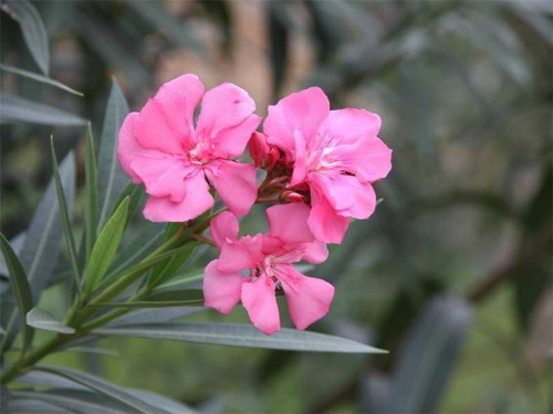 夹竹桃有毒吗泡水喝会死吗 夹竹桃使人中毒的方式有哪些