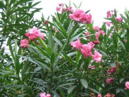 夹竹桃有毒吗泡水喝会死吗 夹竹桃使人中毒的方式有哪些