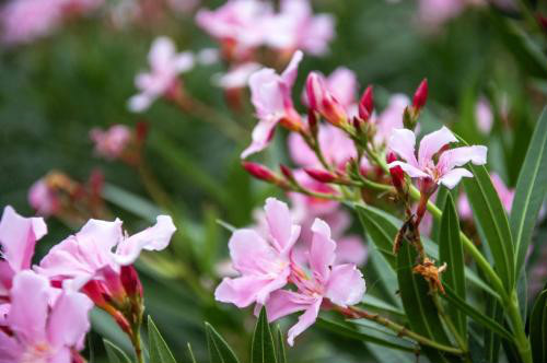 夹竹桃有毒吗泡水喝会死吗 夹竹桃使人中毒的方式有哪些