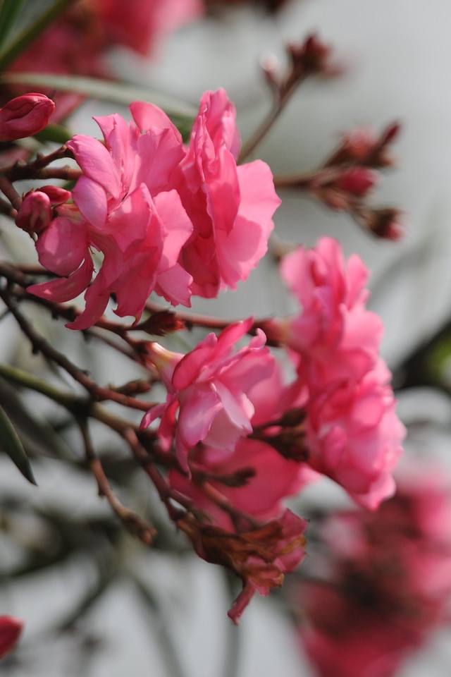 夹竹桃有毒吗泡水喝会死吗 夹竹桃使人中毒的方式有哪些