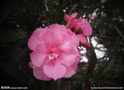 夹竹桃有毒吗泡水喝会死吗 夹竹桃使人中毒的方式有哪些