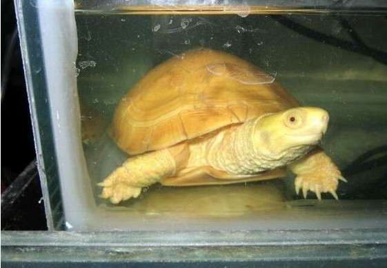 石金钱龟冬天怎样过冬?石金钱龟怎么养漂亮?