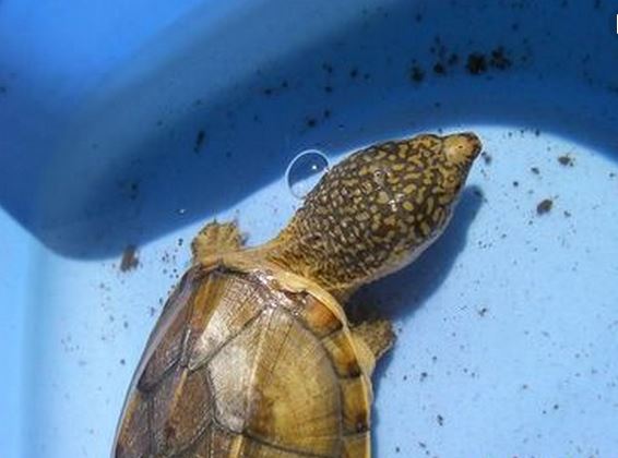 石金钱龟冬天怎样过冬?石金钱龟怎么养漂亮?