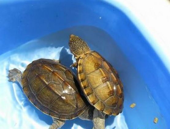 石金钱龟冬天怎样过冬?石金钱龟怎么养漂亮?