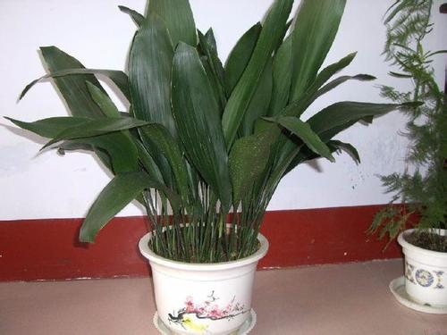 һҶ��ͼƬ��������ôʩ�� һҶ������ֳ������ע����������Щ