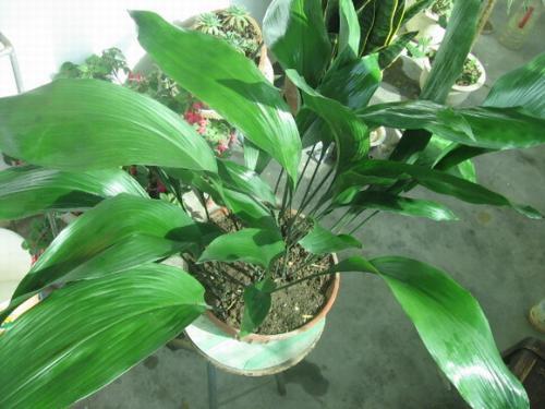 һҶ��ͼƬ��������ôʩ�� һҶ������ֳ������ע����������Щ