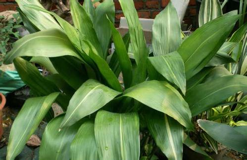 ������һҶ������ïʢ��ô�����ĸ� ������һҶ������ѿ��ͼ