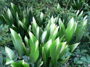 ������һҶ������ïʢ��ô�����ĸ� ������һҶ������ѿ��ͼ