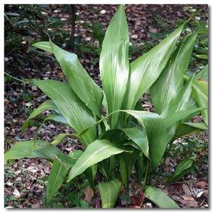 ������һҶ������ïʢ��ô�����ĸ� ������һҶ������ѿ��ͼ