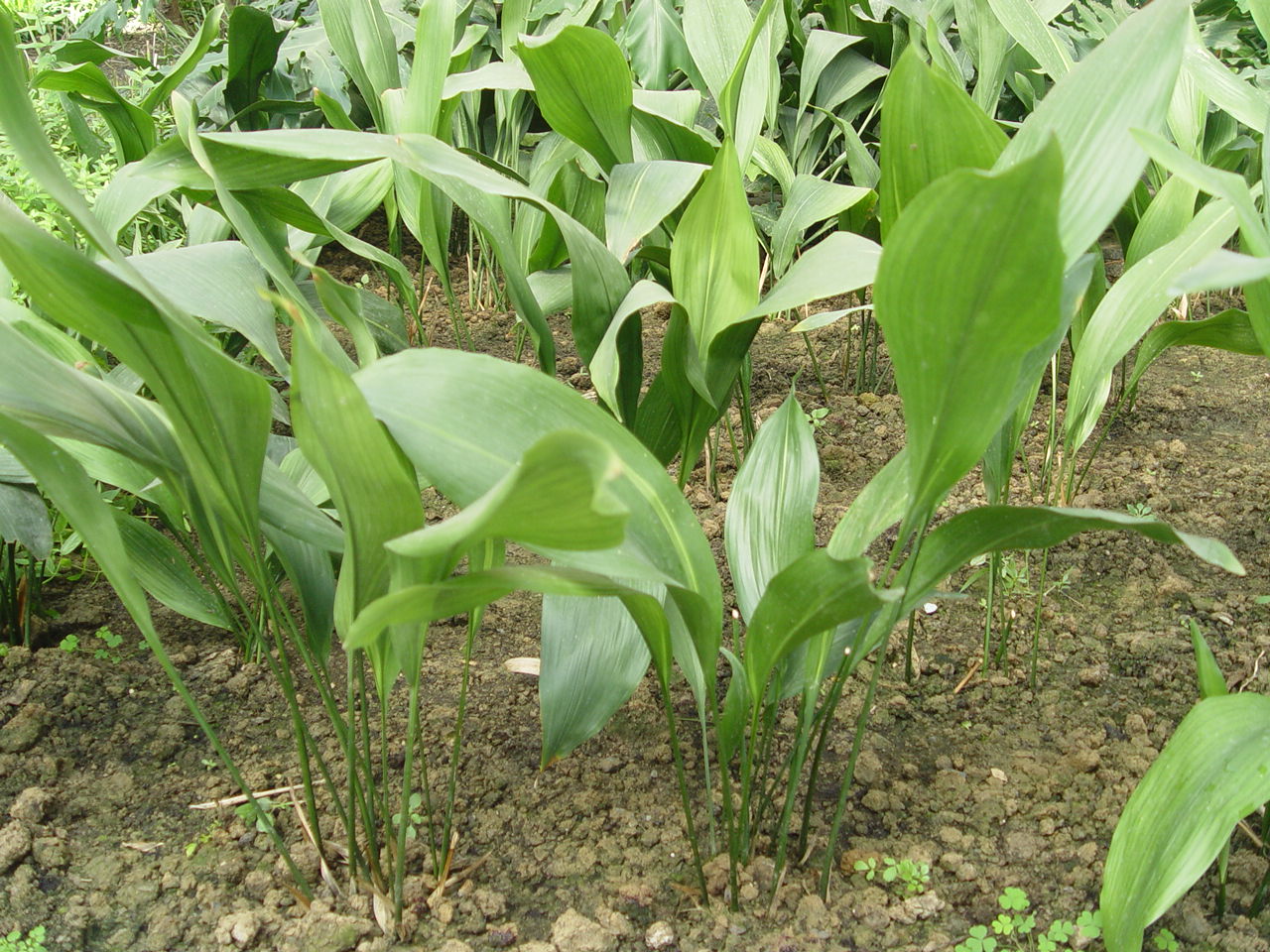 һҶ��Ҷ�ӷ�����ô���������ô�޼� ������һҶ��Ҷ�ӷ���ͼ