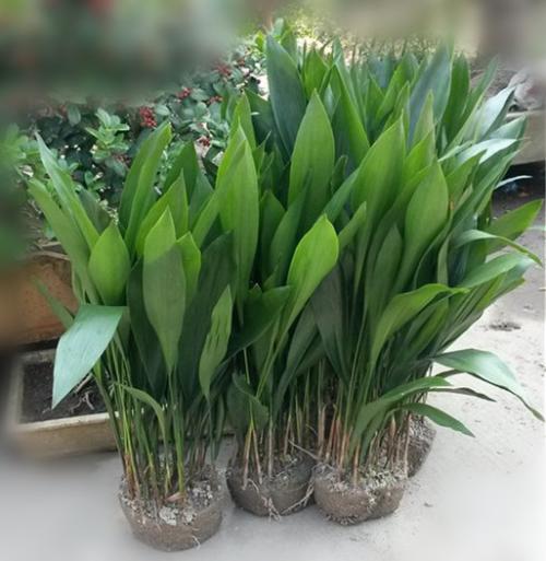 һҶ���¶����콽ˮ����ô��ˮ һҶ��������ô������������