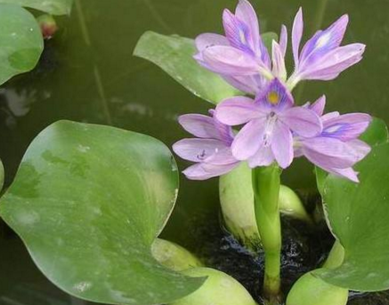 ˮ«ķηô  νˮ«ʲôҩȽϺ