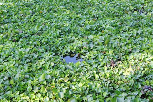 ˮ«ķηô  νˮ«ʲôҩȽϺ