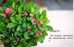 铁海棠真有毒致癌吗可放在室内养吗 铁海棠有什么好处功效与作用