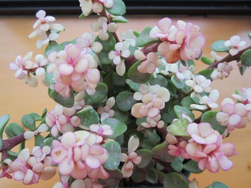 ����֮��Ҷ������Ͱ���ô���� ����֮���Ҷ����ô������ˮ��