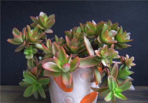 ����֮��Ҷ������Ͱ���ô���� ����֮���Ҷ����ô������ˮ��