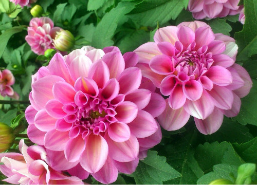 �����������������ȡ���� ������ʲôʱ������ֲ����