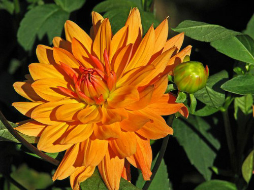 �����������������ȡ���� ������ʲôʱ������ֲ����