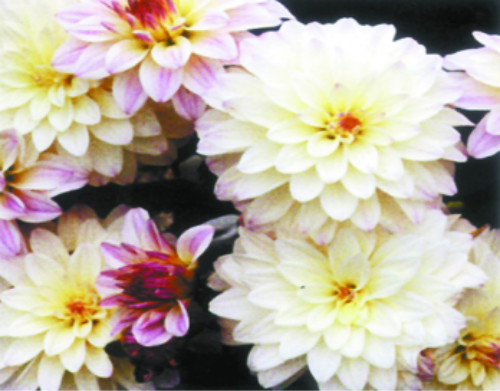 �����������������ȡ���� ������ʲôʱ������ֲ����