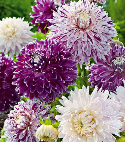 �����������������ȡ���� ������ʲôʱ������ֲ����