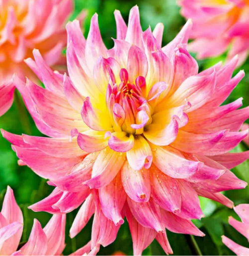 �����������������ȡ���� ������ʲôʱ������ֲ����