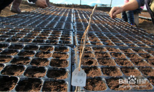 �����������������ȡ���� ������ʲôʱ������ֲ����