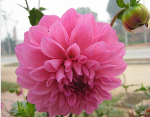 �����������������ȡ���� ������ʲôʱ������ֲ����