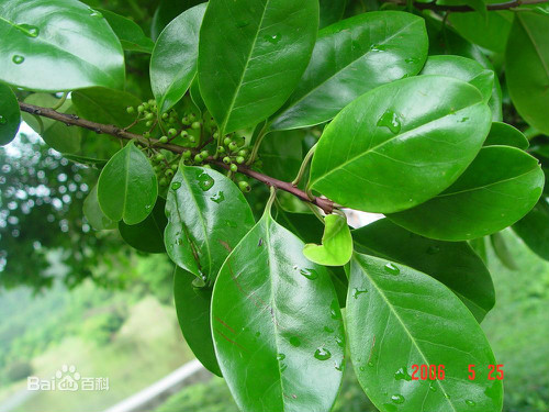 �����ֶ�������ˮ������ʲô���� ����������ʲôƷ��