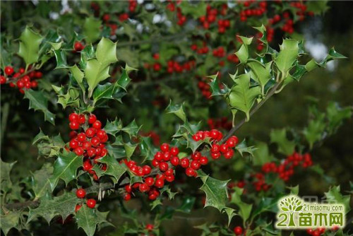 �����ֶ�������ˮ������ʲô���� ����������ʲôƷ��