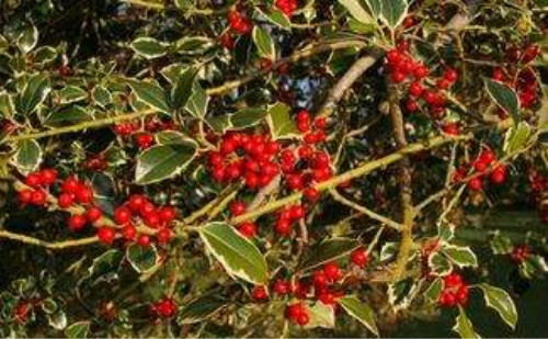 �����ֶ�������ˮ������ʲô���� ����������ʲôƷ��