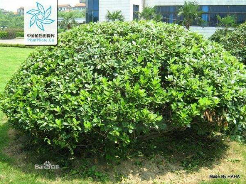 �����ֶ�������ˮ������ʲô���� ����������ʲôƷ��