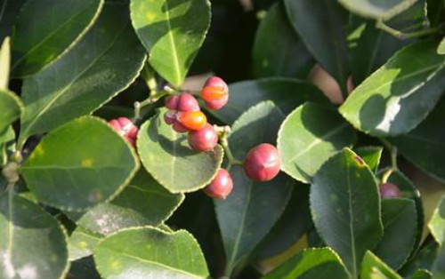 �����ֶ�������ˮ������ʲô���� ����������ʲôƷ��