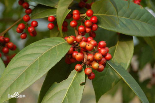 ��������ʵ�ܳ�����ʲô����  �����ʵ�Ĺ�Ч�����ý���