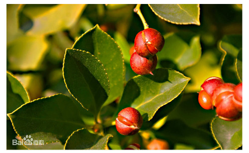 ��������ʵ�ܳ�����ʲô����  �����ʵ�Ĺ�Ч�����ý���