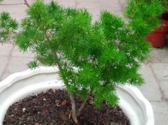 ��������ô��ֳ����ͼ��