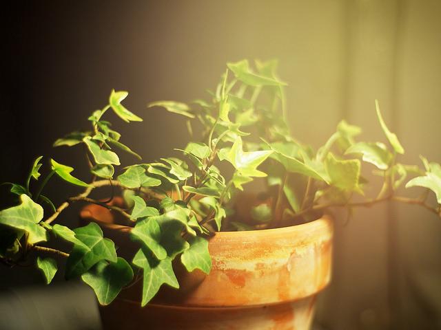 �������ж�������������ֳ��?�����ٵĹ��ܷ�������ҩ��ʲô����